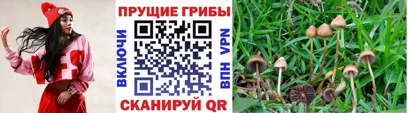 Псилоцибиновые грибы мицелий продажа наркотиков Южно-Сухокумск